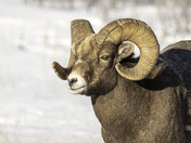 Big Horn in the Snow