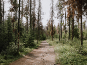 Trail in Jasper