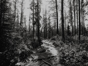 Trail in Greyscale