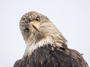 Head tilt!  I can just imagine what it's thinking!