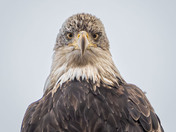 Head tilt!  I can just imagine what it's thinking!