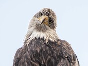 Head tilt!  I can just imagine what it's thinking!