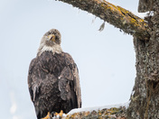 Head tilt!  I can just imagine what it's thinking!