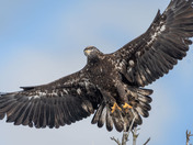 Incoming Eagle Sticks the Landing