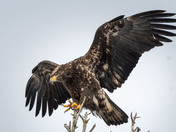 Immature Bald Eagle Sticks the Landing!