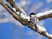 Black-capped Chickadee.