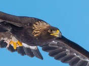 Golden Eagle