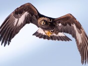 Golden Eagle
