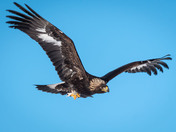Golden Eagle