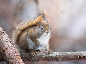 Red Squirrel in the Forest