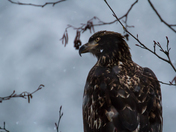 Winter Eagle