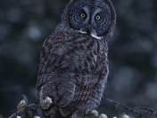 Great gray owl