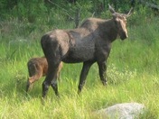 Mom moose keeping an eye on us