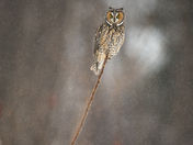Long-eared Owl