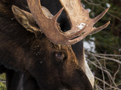 Winter Grazing Moose