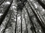 Snowy day in Pacific Spirit Park