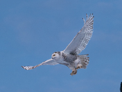 Snowy Owl Hovering in Air Against Blue Sky