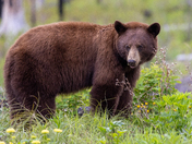 Cinnamon Bear 
