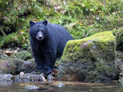 Black Bear in the Rain