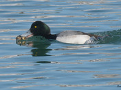 Greater Scaup 