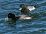 Greater Scaup 