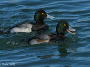 Greater Scaup 
