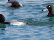 Greater Scaup 