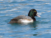 Greater Scaup 