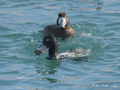 Greater Scaup 