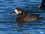 Greater Scaup 