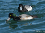 Greater Scaup 