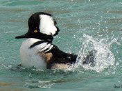 Hooded Merganser