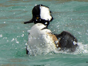 Hooded Merganser