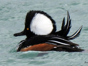 Hooded Merganser