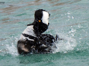 Hooded Merganser