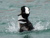 Hooded Merganser