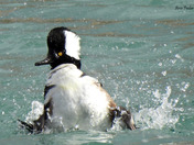 Hooded Merganser
