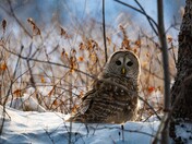 Barred Owl Eye Level