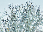 Tree Full of Waxwings