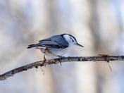 White-breasted nuthatch