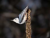 White-breasted nuthatch