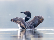 Common Loon