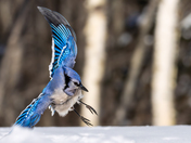 Blue Jay 