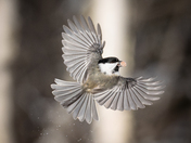 Chickadee in flight