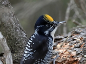 American Three Toed Woodpecker/ male