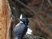 American Three Toed Woodpecker/ Female