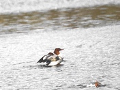 Common merganser