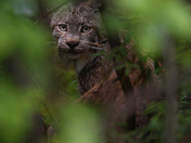 L'ombre de la forêt 