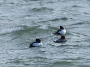Sleeping and Surfing