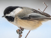 Sweet Little Chickadee